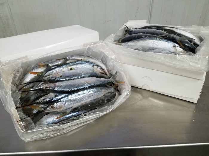 Ballyhoo, 4 lb box, Frozen
