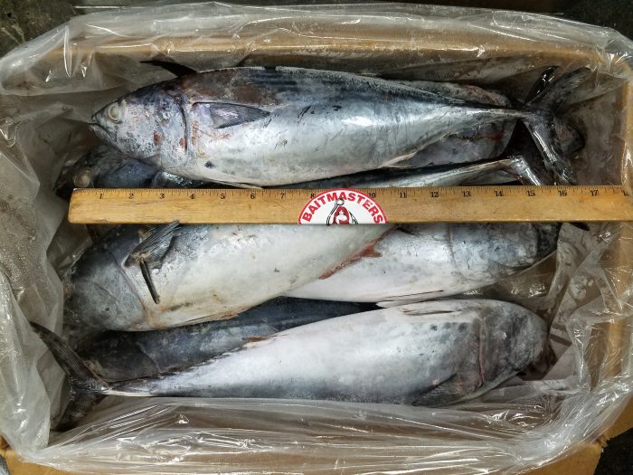 Bonita, whole, 2-4 lbs avg, frozen