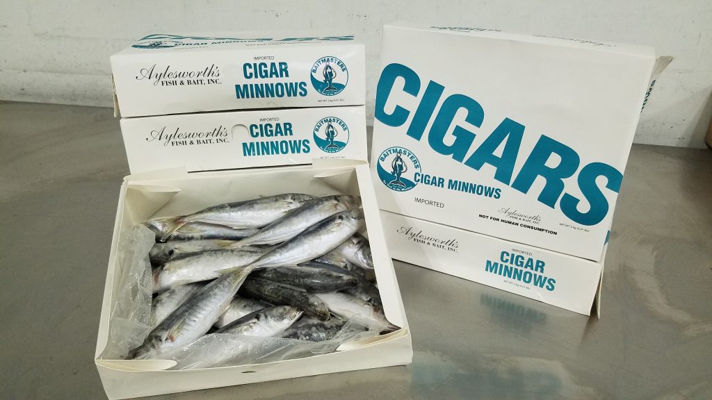 Cigar Minnow, Imported, 5 lb box, Frozen