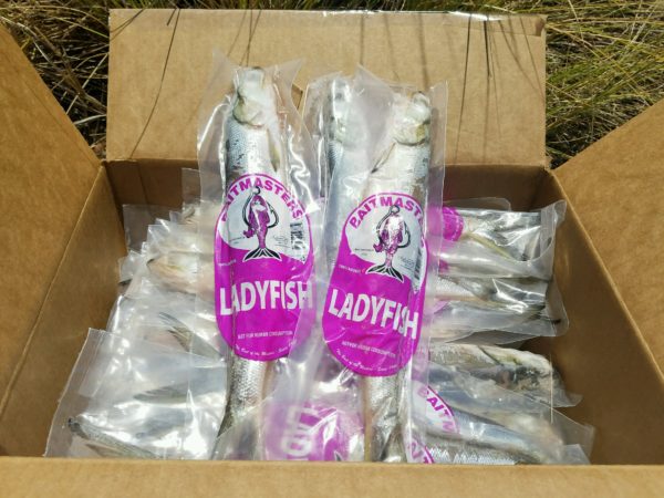 Ladyfish, Whole, 2pk