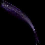 NLBN 8" Straight Tails