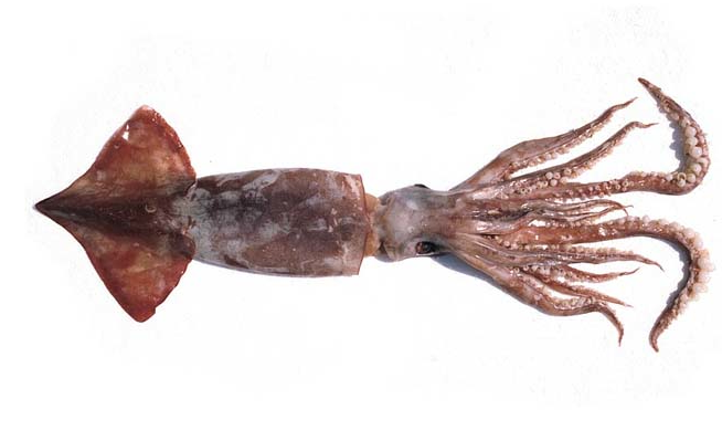 Squid, Tenticals