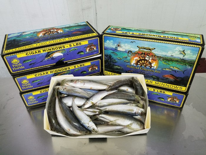 Cigar Minnow, Cap'n Salty, 5 lb box, Frozen