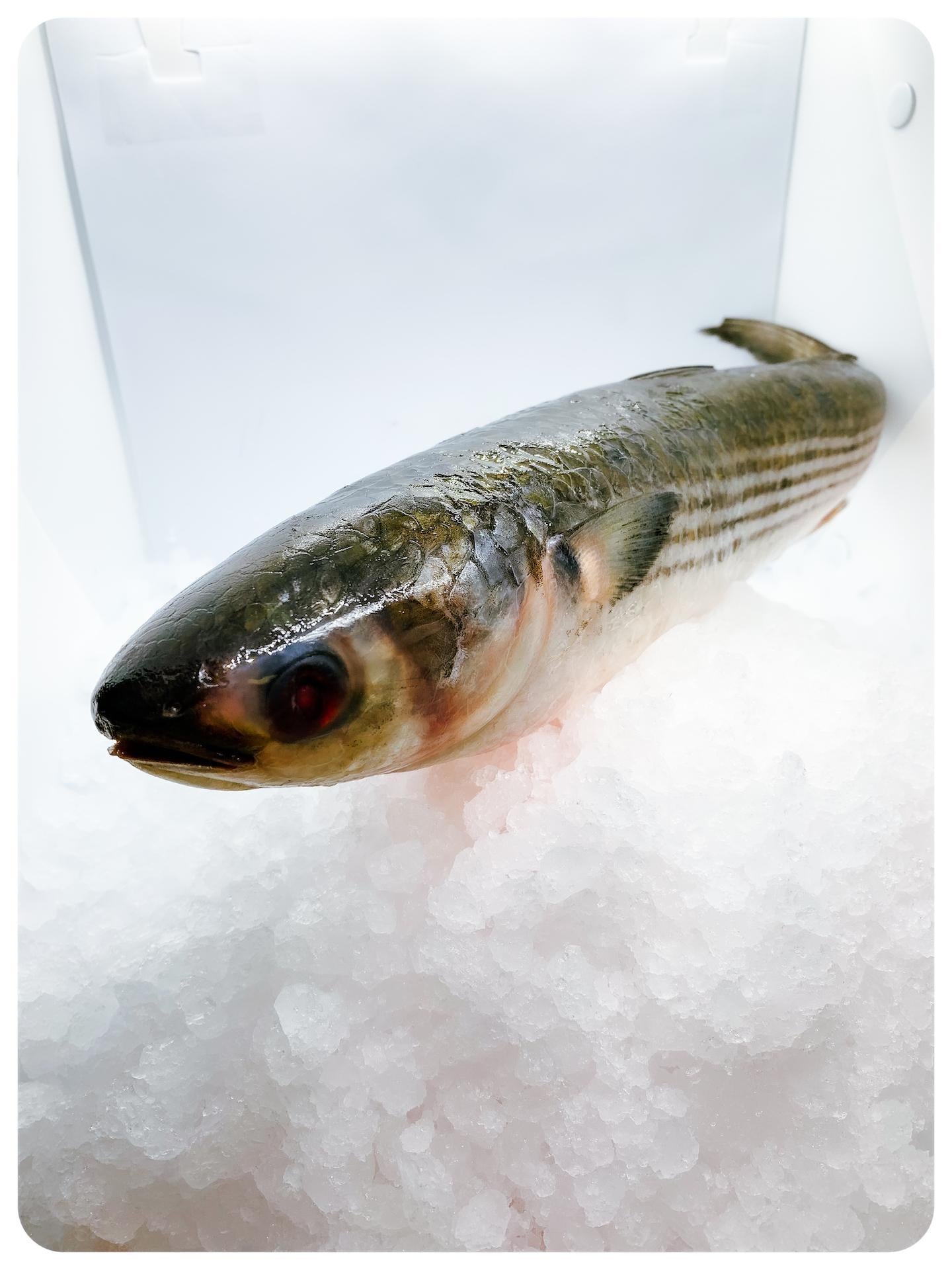 Mullet whole single, frozen