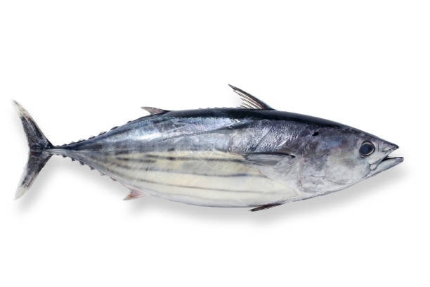 Bonita, Frozen, 2 lbs avg